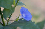 Ivyleaf morning-glory